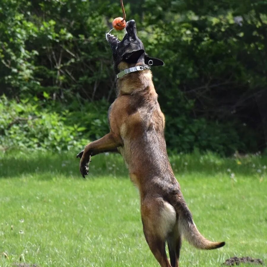 Ronda s dog is not long. Бельгийская овчарка малинуа в прыжке. Овчарка малинуа прыжки. Малинуа в прыжке. Бельгийская овчарка малинуа прыгает.