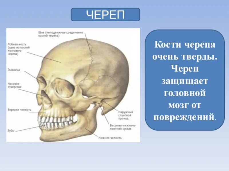 Череп и кости 6. Кости черепа. Строение черепа человека. Строение костей черепа.