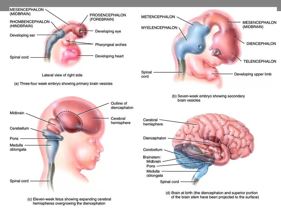 Neural development. Development nervous system. сумский физиология цнс. embryogenesis of nervous system.