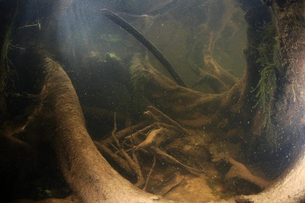 Подводные коряги. Коряга в воде. Коряга под водой. Коряга в пруду.