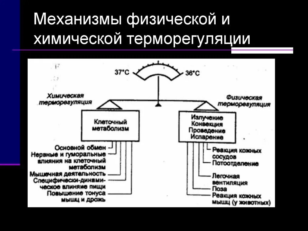 Регуляция температуры кожей. Механизмы химической терморегуляции. Физическая и химическая терморегуляция физиология. Терморегуляция схема теплопродукция. Механизмы теплопродукции физиология.