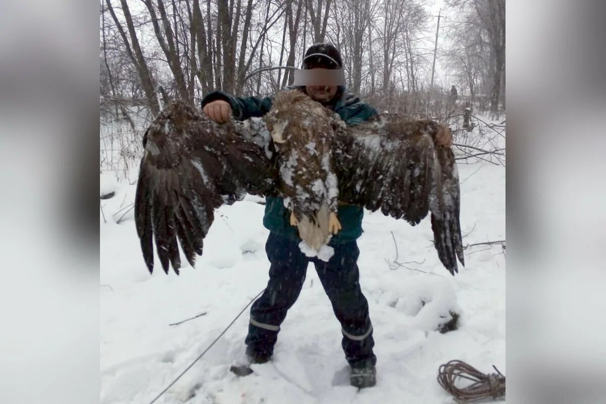 Белохвостый орлан тверская область. Орел тверская область. Орел в городе орел. Черногрудый канюковый коршун. Ястреб канюк орел.