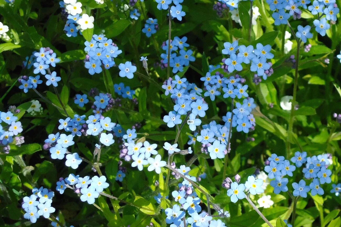 Когда цветет незабудка. Незабудка Полевая (Myosotis arvensis). Незабудка стелющаяся. Незабудка Болотная Вариегата.