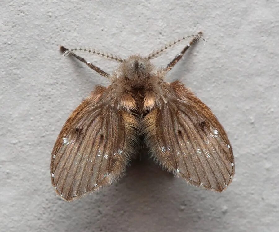 Бабочница. Канализационная мошка бабочница. Бабочница. Мушка бабочница личинки. Канализационная муха бабочница.