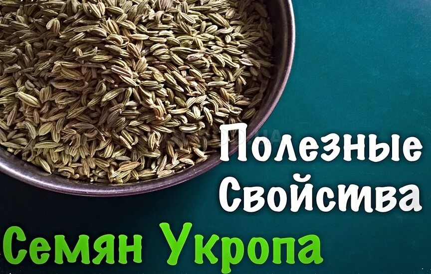 Семена укропа польза и вред для организма. Укроп семена. Семя укропа. Семена укропа от сахарного диабета. Семена укропа в аптеке.