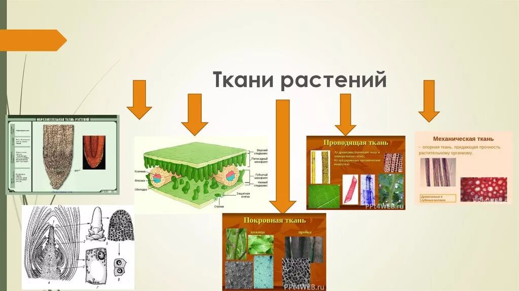 Ткани растений. Ткани растений схема. Ткани растений 5 класс биология. Типы тканей растений.