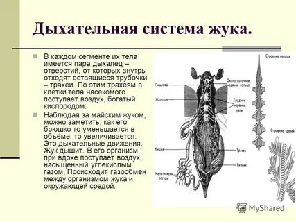 Какую функцию выполняет трахея у жука