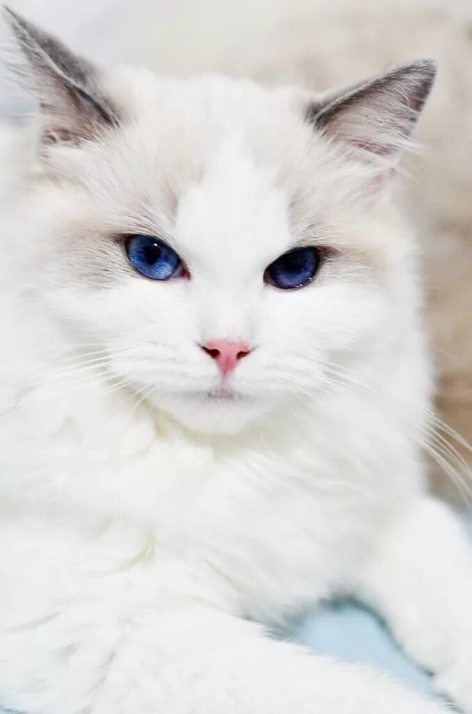 Белые кошечки картинки. Турецкая ангора альбинос. Кошка Рэгдолл голубоглазый. Рэгдолл кошка белая. Рэгдолл альбинос.