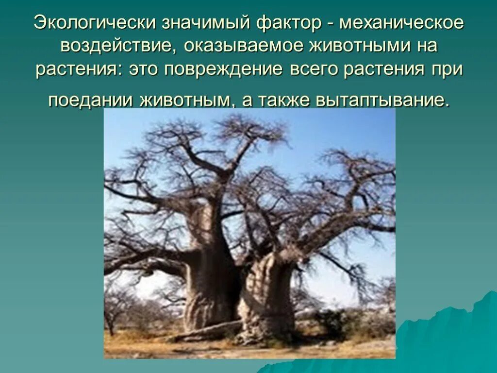 Окружающая среда влияет на растения. Зависимость роста и развития растений от условий окружающей среды. Влияние транспорта на растительность. Факторы роста растений. Как растения и животные влияют друг на друга.
