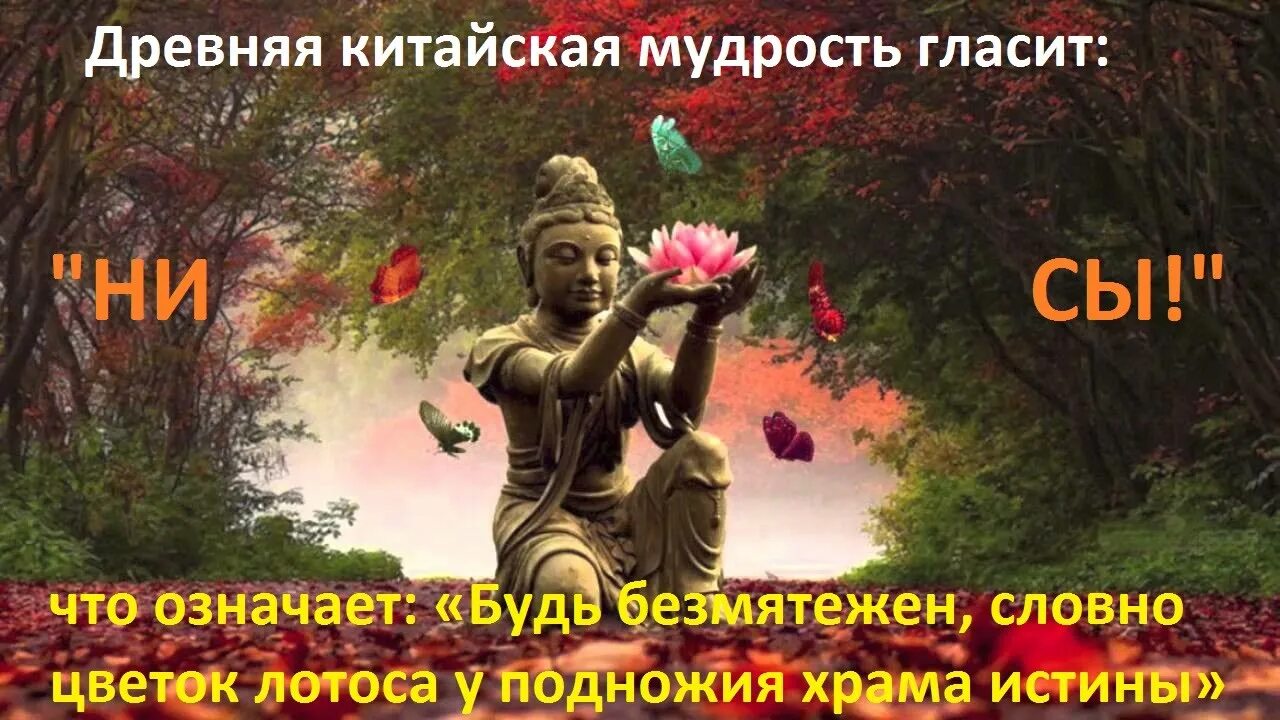 Афоризмы про лотос. Словно мудрость. Размышления о жизни. Мудрые размышления. Словно мудрость.