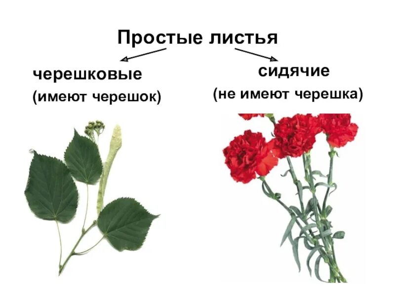 Какой лист у олеандр черешковый или сидячий. Черешковые листья имеют. черешковые листья имеют черешки. строения листа левкой. садовая роза черешковая или сидячая.