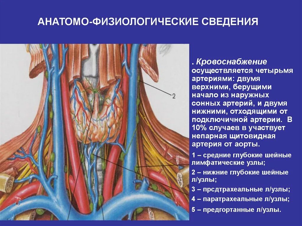 Кровоснабжение щитовидной железы топографическая анатомия. Кровоснабжающие артерии щитовидной железы. Щитовидная железа кровоснабжение и иннервация. Иннервация щитовидной железы анатомия.