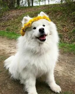 Как пишется мохнатый