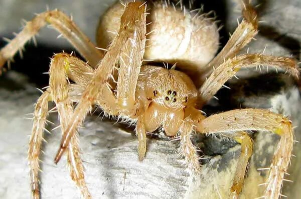 паук крестовик гермафродит. паук крестовик хелицеры. паук крестовик глаза. глаза птицееда. паук крестовик.