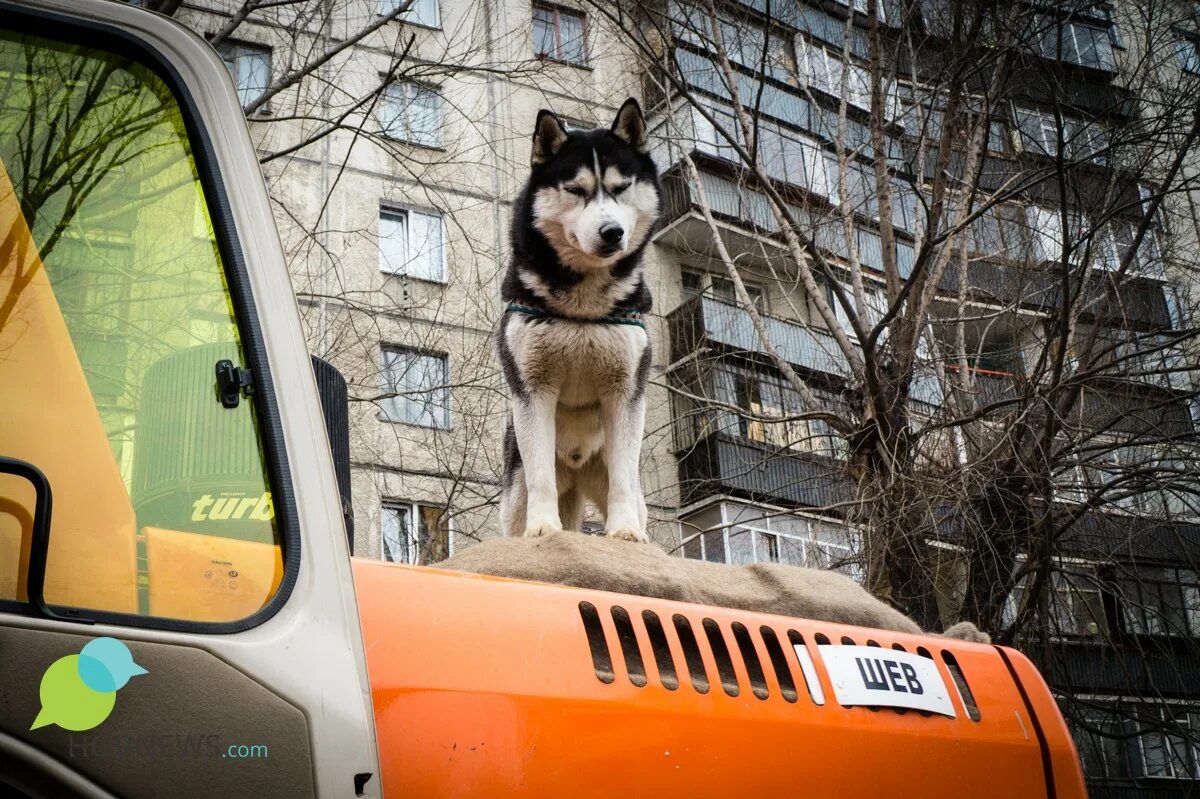 Город где снимали пса. Пёс месть. Город собак. Хаски в Челябинске. Месть за собаку.