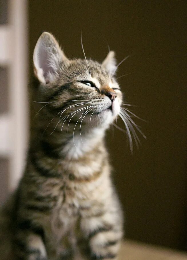 не смотрите вы так сквозь прищуренный глаз. коты и рассада юмор. ведь я институтка я дочь камергера. филипп джей фрай арт. собака сиба ину белая.