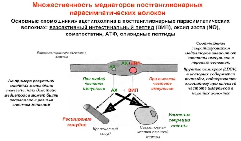 Пр е и ход. Постганглионарные волокна парасимпатической нервной системы. Медиатор постганглионарных парасимпатических волокон. Постганглионарным волокнам парасимпатичной нервной системы. Основной медиатор парасимпатических постганглионарных волокон.