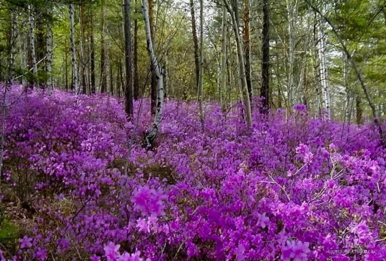 бурятия цветет багульник. карельский вереск. папоротник широколиственный. вереск обыкновенный марлис. дербенник иволистный (lythrum salicaria `robert`).