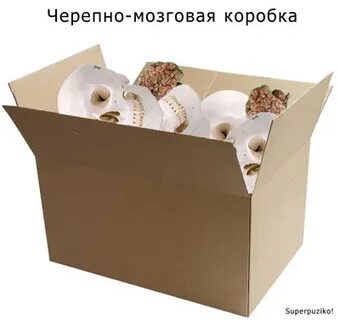Кругосветка по черепной коробки текст