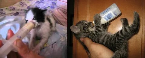 Котенок 2 месяца не пьет