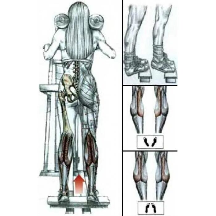 Как накачать голень. Подъём икроножных мышц стоя. Подъем на икроножные мышцы в тренажере стоя. Тренажер для прокачки икроножных мышц. Упражнения для икроножных мышц ног.