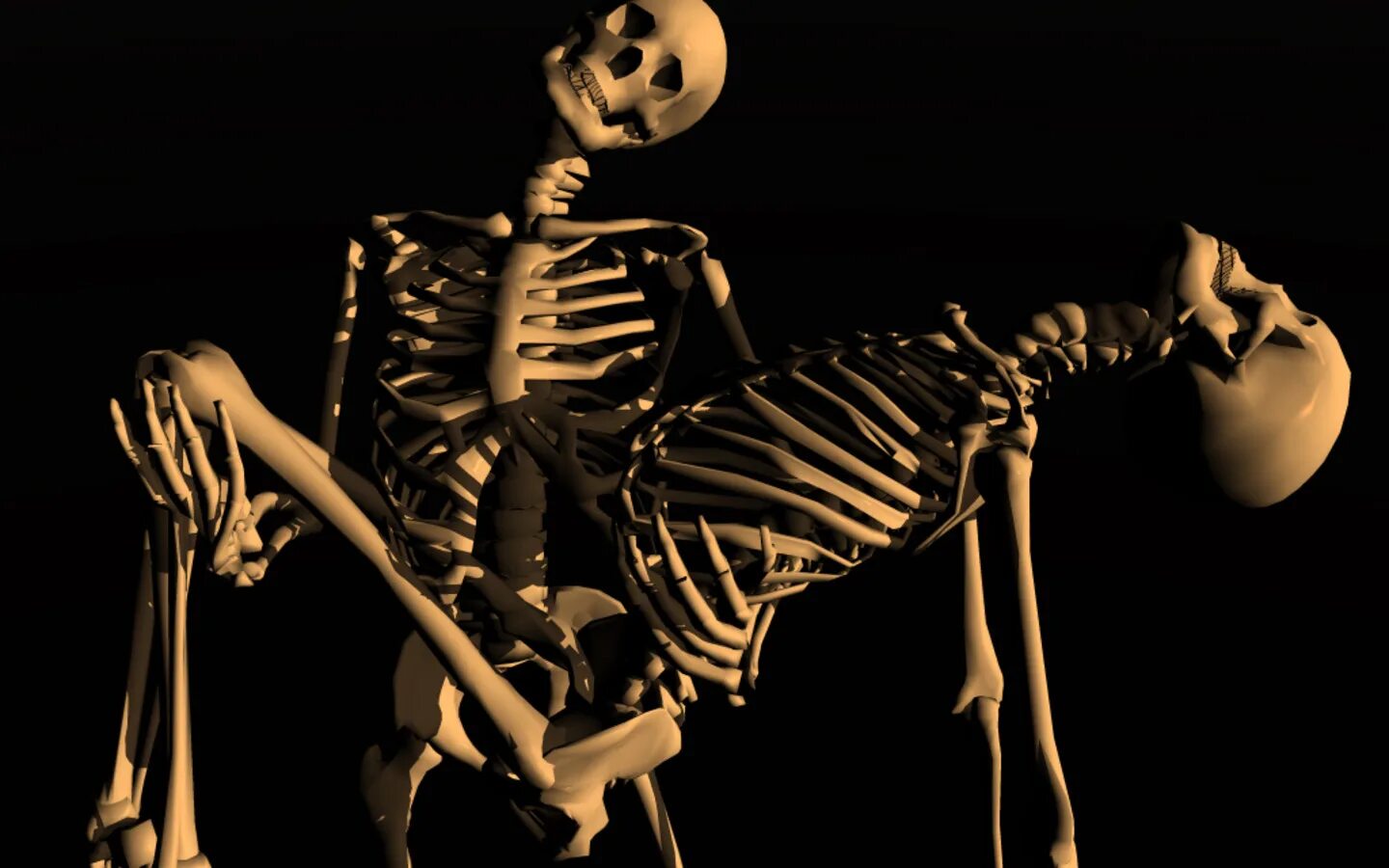 Скелет. Человеческий скелет. Скелет на черном фоне.