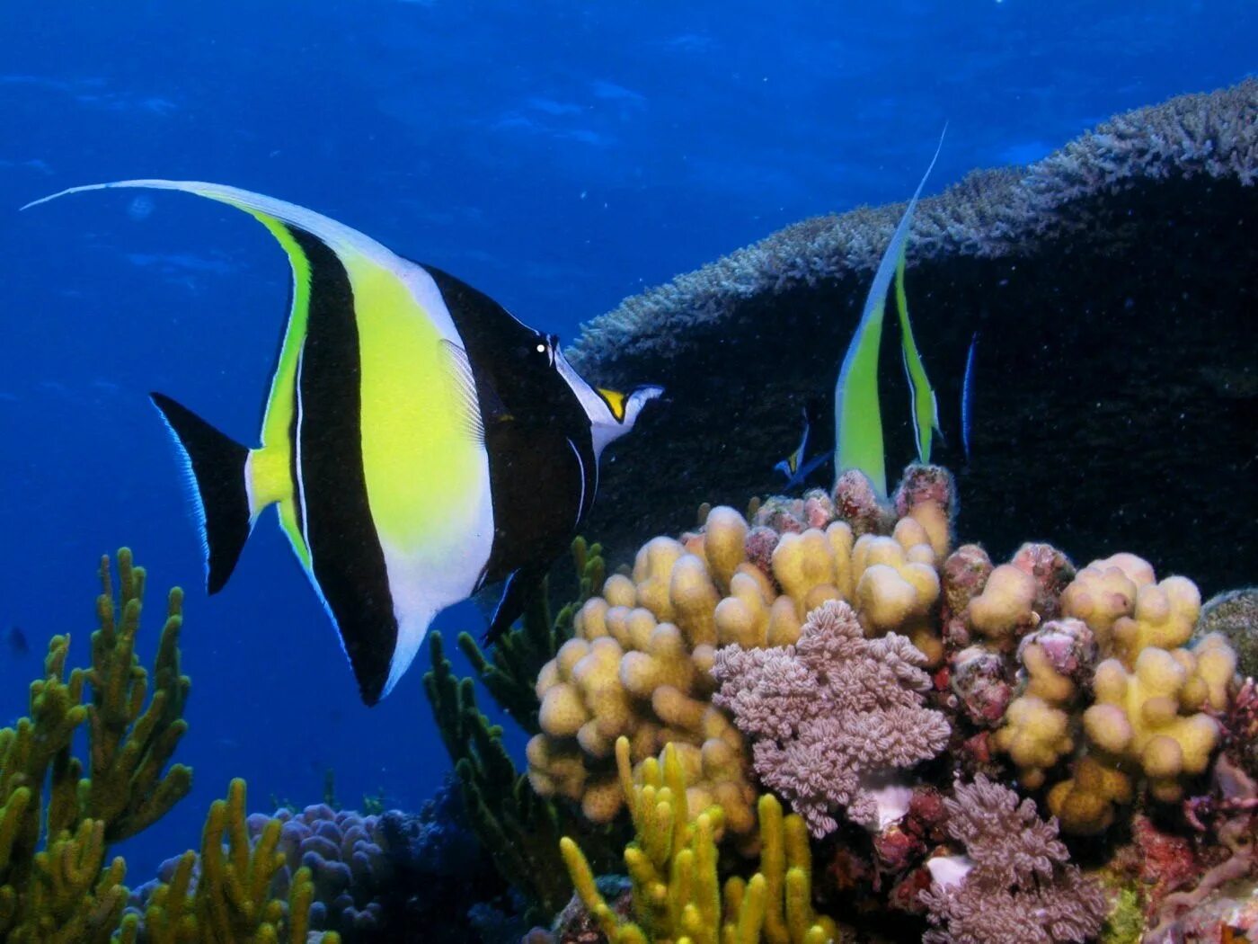 Рыбка коралловых рифов. Рифовые рыбки. Большой Барьерный риф рыбы. Рыбы на рифах в Тайланде. Барьерный риф Австралии рыба бабочка.