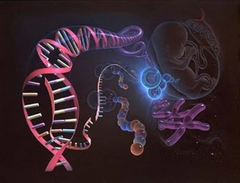 13 ген человека. Картирование генома человека. Мутация гена. Кариотип при синдроме патау. Генная петля.