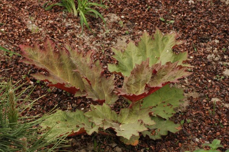 Ревень пальчатый (rheum palmatum). Ревень тангутский. Ревень тангутский. Ревень пальчатый (rheum palmatum). Ревень пальчатый (rheum palmatum).