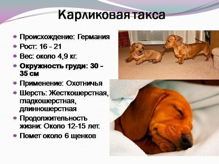 Такса для исчисления размера вреда