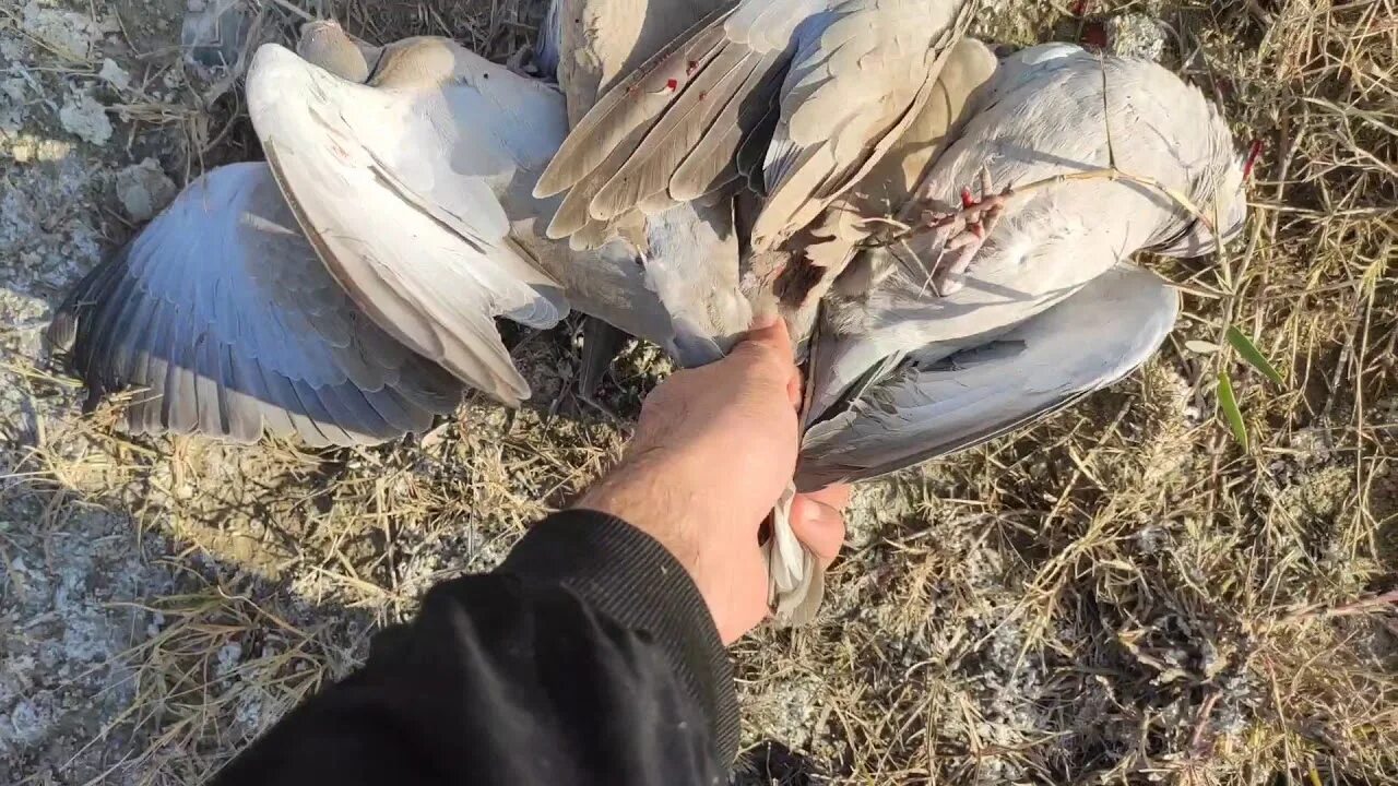 Охота на таджиков. Охота кеклик в Таджикистане. Утки Таджикистан. Рыбалка в Таджикистане. Охота на рыба в Таджикистане.