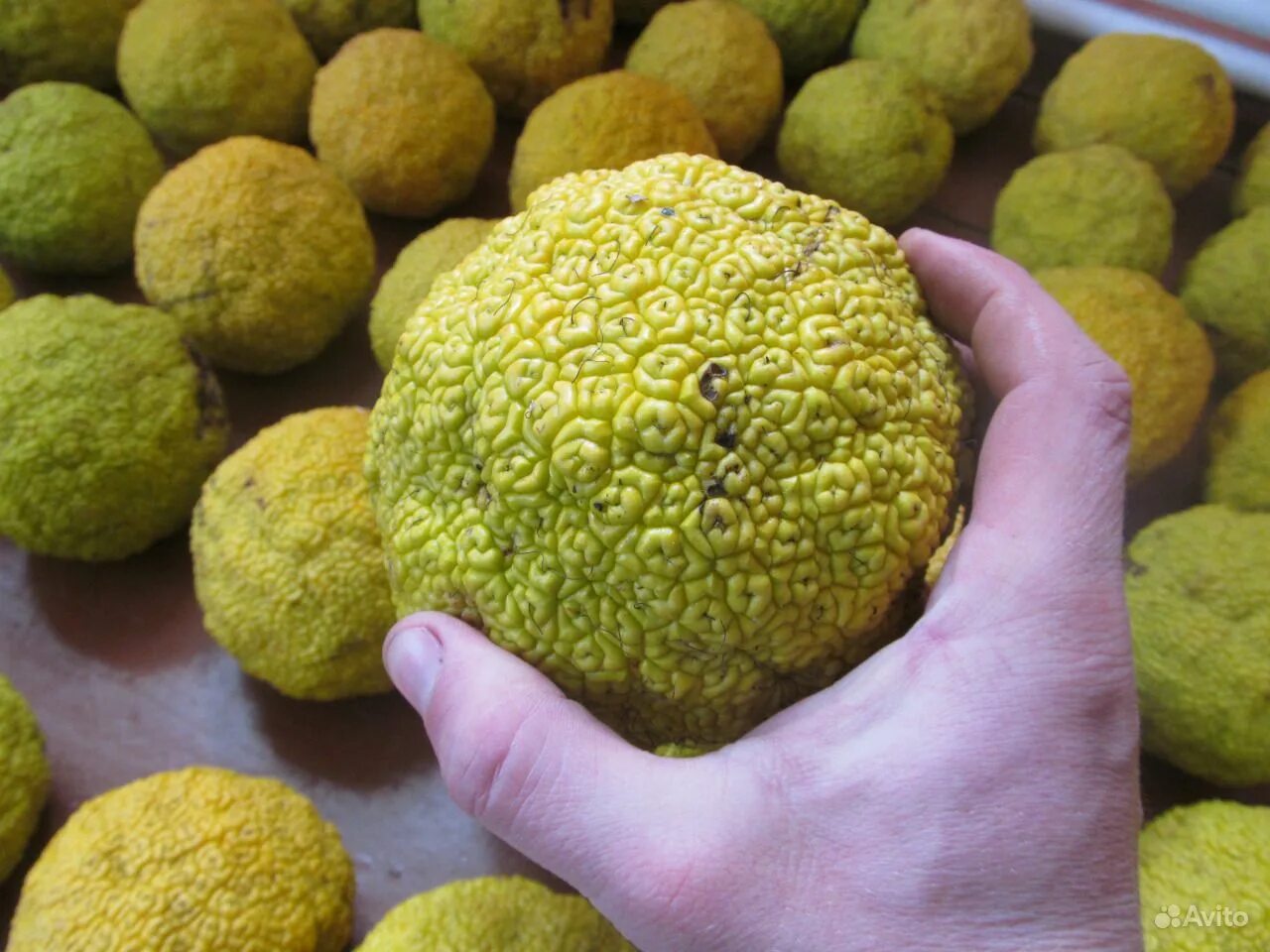 плоды маклюры (адамово яблоко ). что такое адамово яблоко. плоды маклюры (адамово яблоко ). маклюра яблоконосная. маклюра (адамово яблоко) оранжевая.