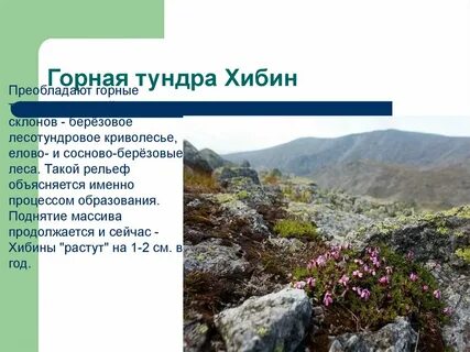 В зоне тундры преобладают