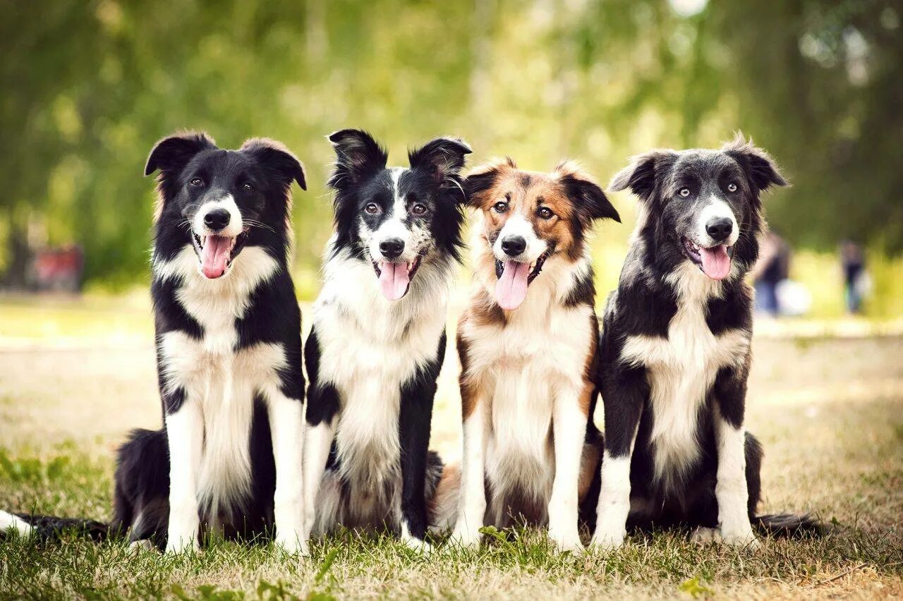 Бордер колли видео. Бордер колли видео. Шотландская пастушья бордер колли. Бордер колли видео. Бордер-колли.