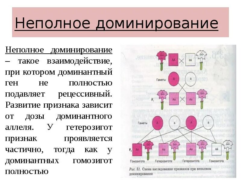 Независимо доминирующий