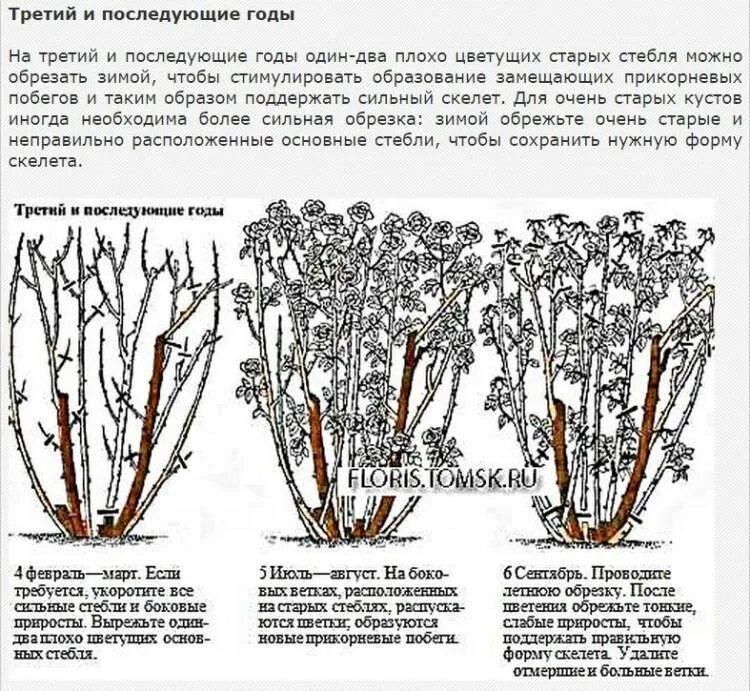 Нужно ли обрезать кусты. Схема обрезки роз флорибунда. Обрезка плетистой розы летом. Обрезка плетистой розы осенью. Обрезка шрабов роз весной.