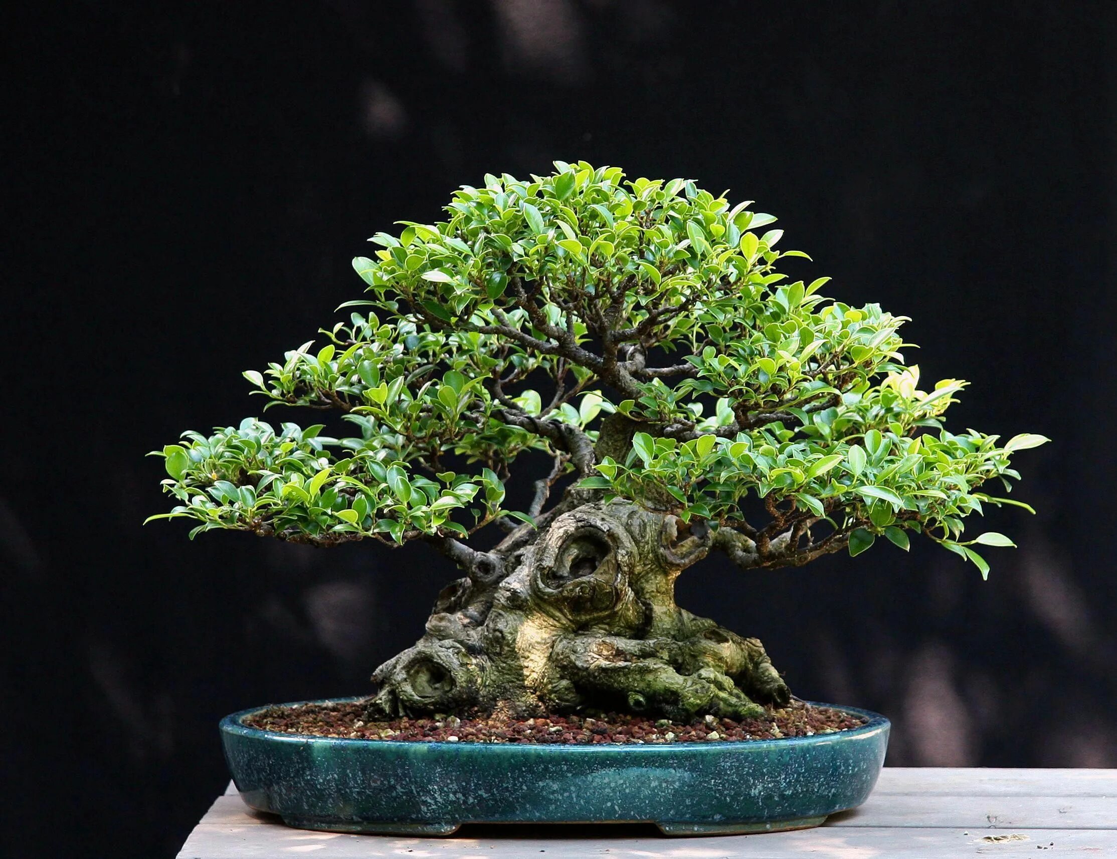 Ficus microcarpa бонсай. Бонсай Индор. Фикус микрокарпа бонсай. Фикус мелколистный бонсай.