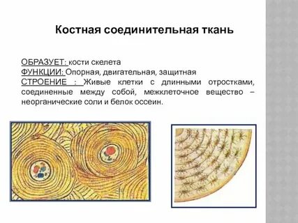 Какой тканью образованы кости скелета