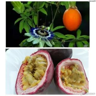 Кожура маракуйи