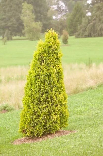 туи европа. туя западная 'европа голд'   thuja occidentalis 'europe gold'. туя западная европа голд. туя западная europe gold. туя западная санкист.
