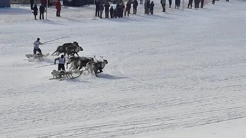 День оленевода новый уренгой 2024