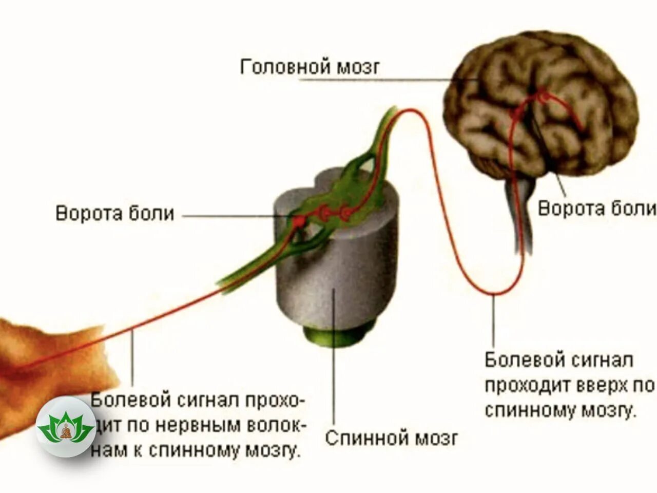 Передают сигналы в организме. Передача нервного импульса в мозг. Передача нервного импульса в головной мозг. Путь передачи от рецепторов в головной мозг. Болевые рецепторы в мозге.