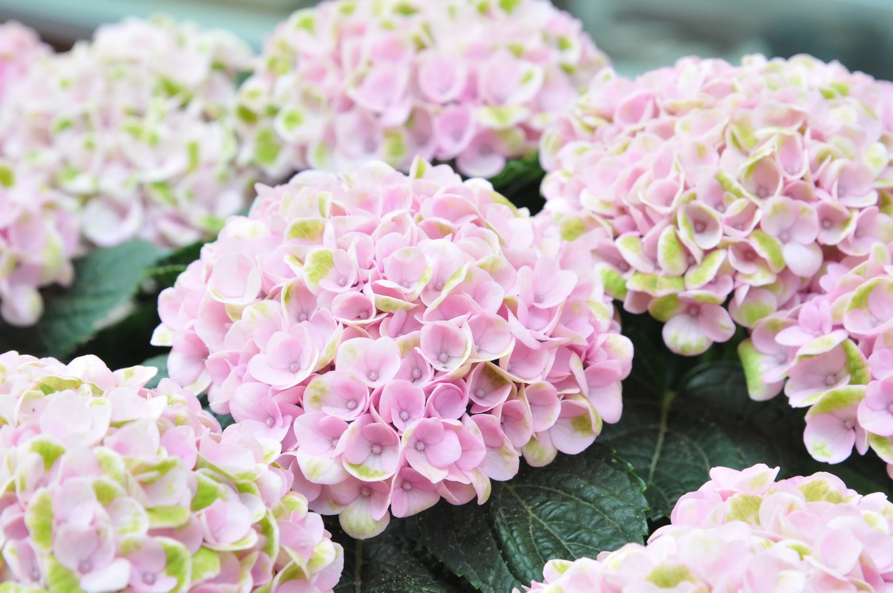 Pink hydrangea. Pink hydrangea. Pink hydrangea. Pink hydrangea. Pink hydrangea.