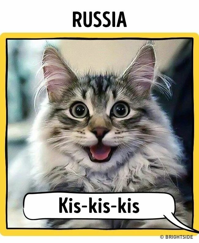 Кис россии. Кошки в разных странах. Как подзывают кошек в разных странах. Кот кис. Как зовут кота в разных странах.