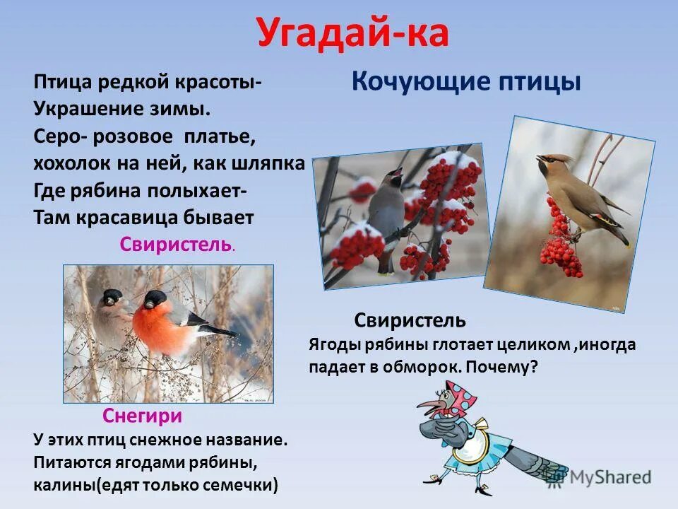 свиристель кочующая или оседлая птица. свиристель краткое описание для детей. трофические уровни экосистемы. цепь питания продуценты консументы редуценты. кочующие птицы свиристель.