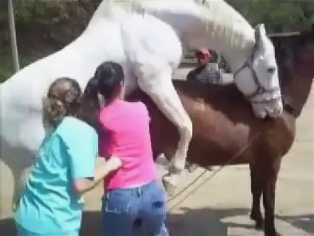Лошадь женщину видео