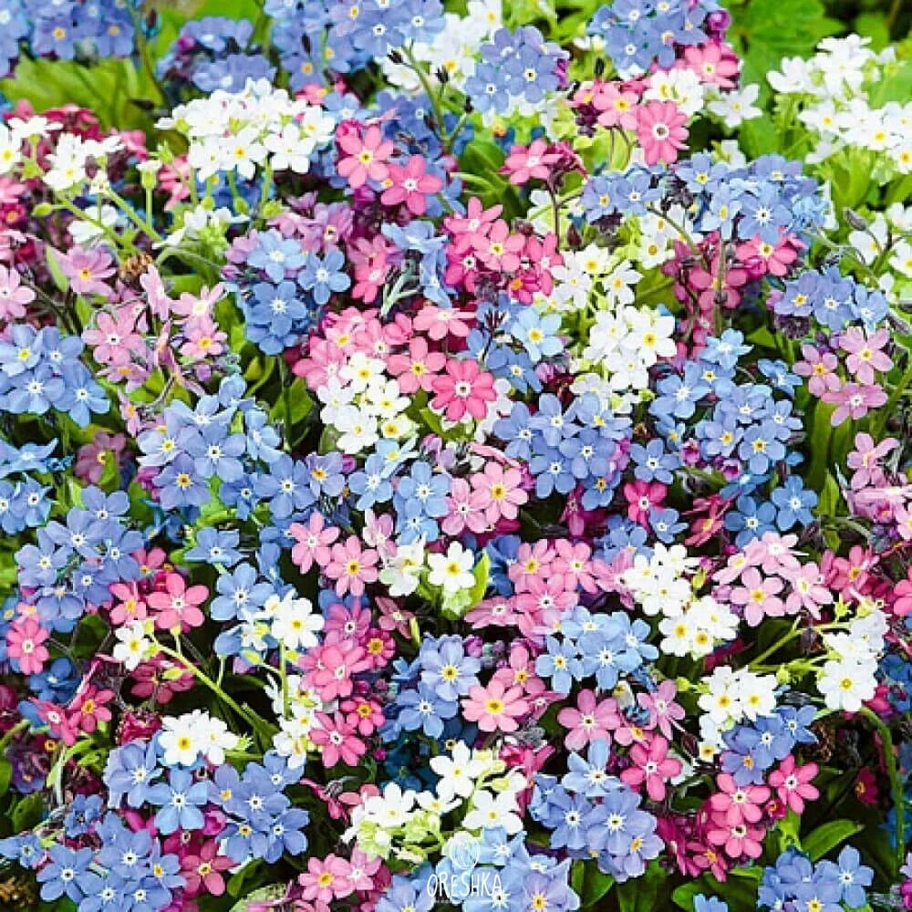 Алые незабудки. Незабудка Альпийская. Незабудка Альпийская (Myosotis alpestris).