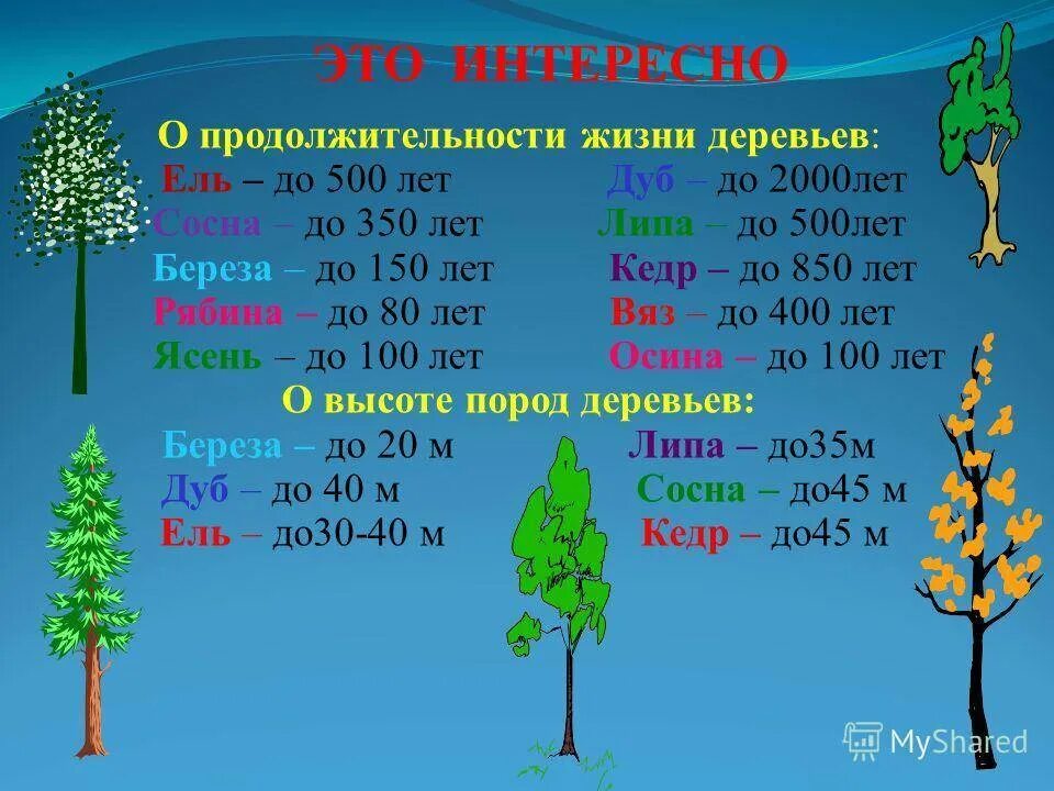 Сколько растет 1 дерево. Срок продолжительности жизни деревьев таблица. Осина Продолжительность жизни дерева. Сосна Продолжительность жизни дерева 1 класс окружающий мир. Дуб Продолжительность жизни дерева 1 класс.