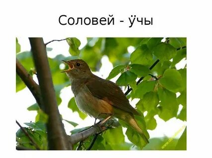 К какому виду принадлежат курские соловьи