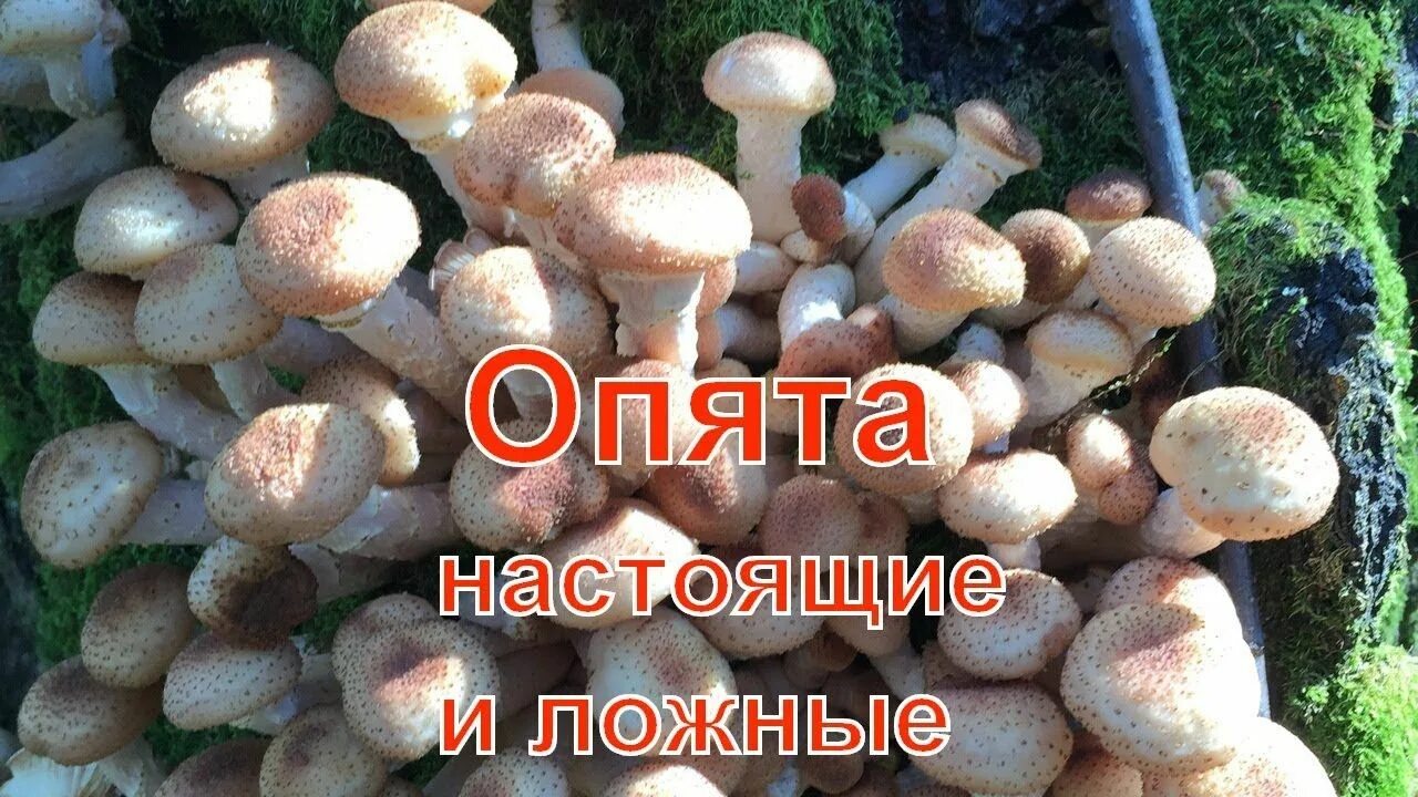 Отличить опенок